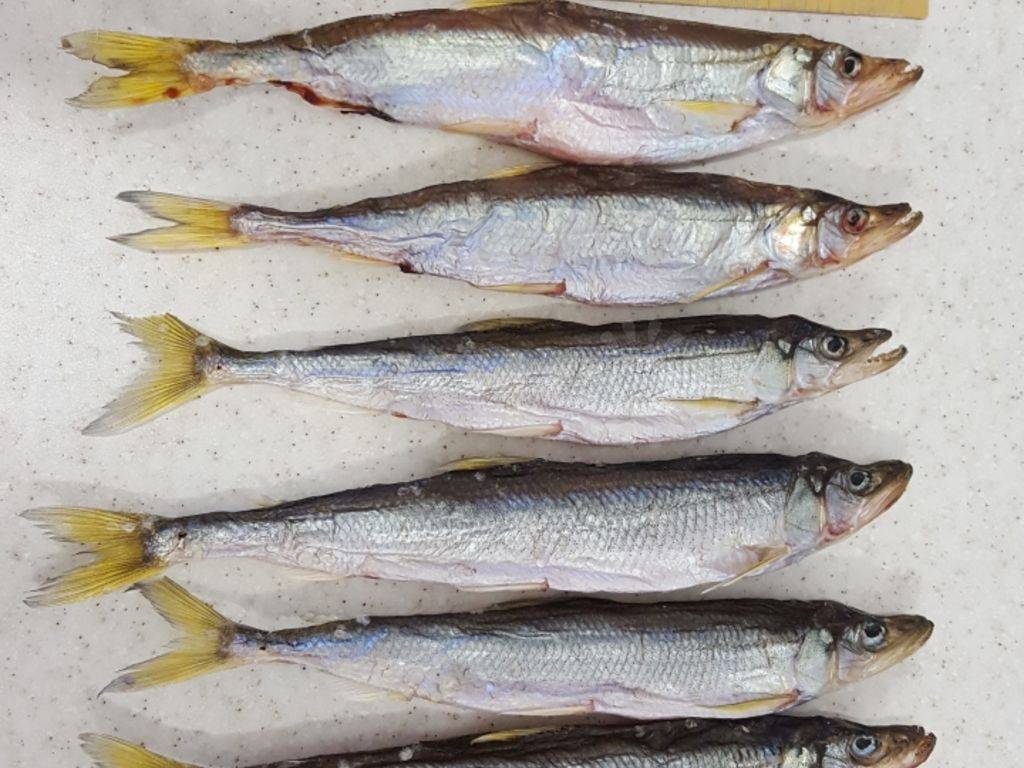 Зубатка полосатая фото и описание – каталог рыб, смотреть онлайн