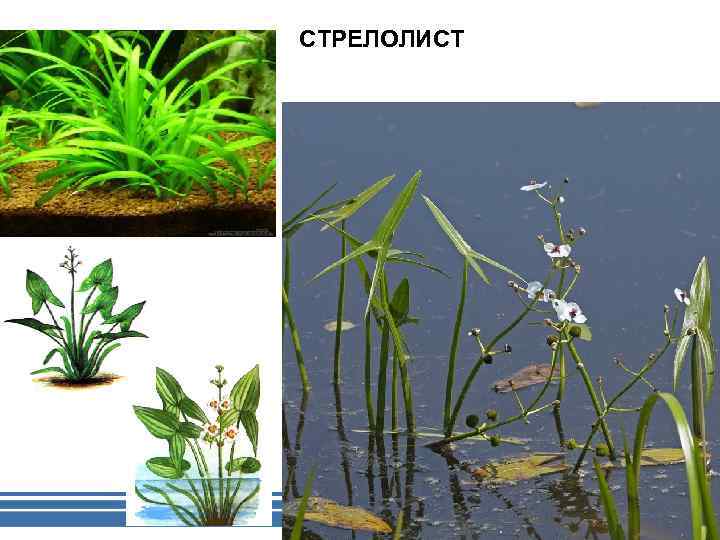 Сагиттария - аквариумное растение: содержание, виды, фото, видео
сагиттария - аквариумное растение: содержание, виды, фото, видео