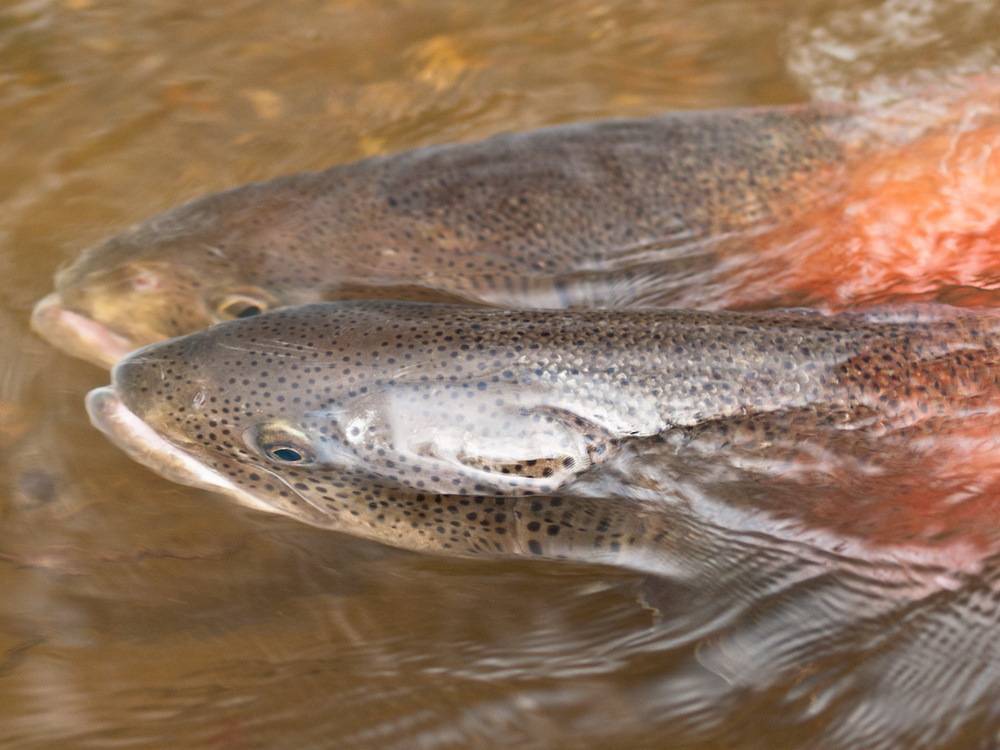 Рыба тилапия: описание и фото, места обитания, нерест, способы ловли, пищевая ценность