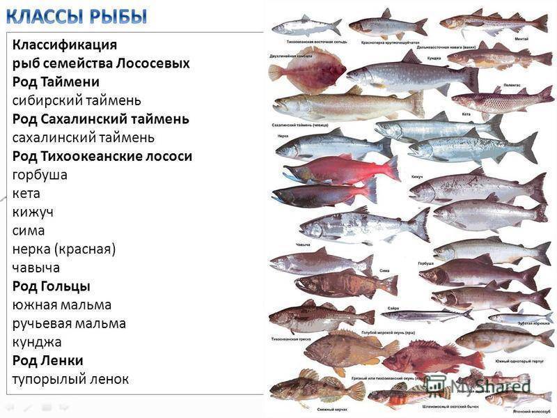 Рыба нерка: где обитает, полезные свойства и рецепты приготовления