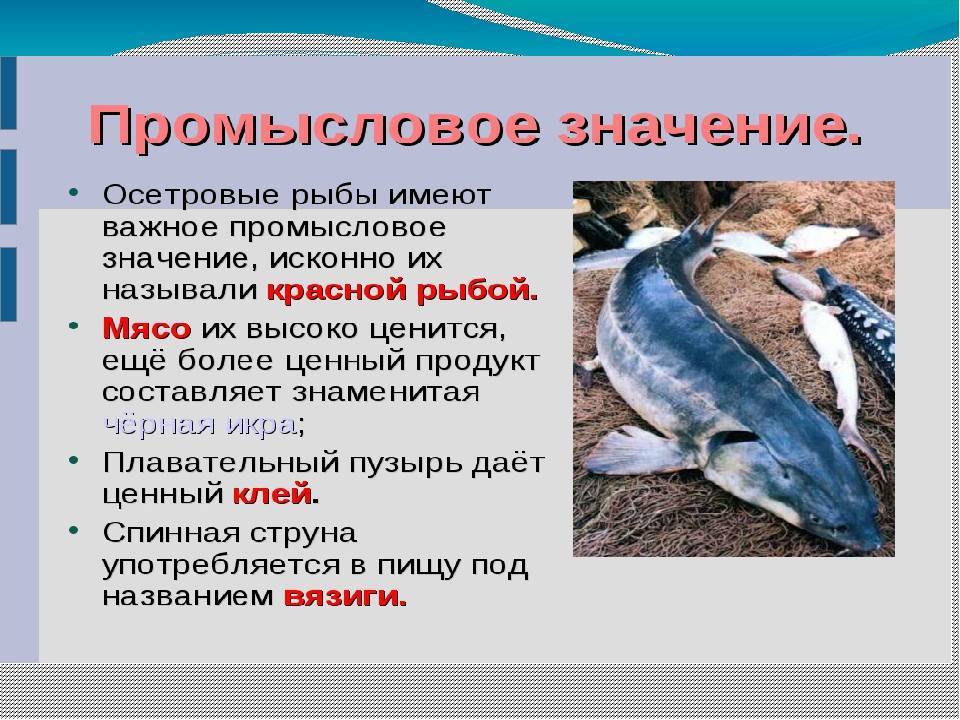 Осетр — описание, строение, характеристика
