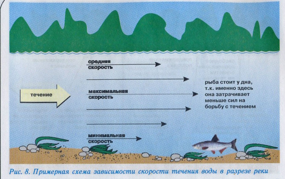 На какой глубине какие рыбы плавают. Течение на дне реки. Скорость течения воды. Измерение скорости течения. Скорость течения реки на поверхности и на дне.