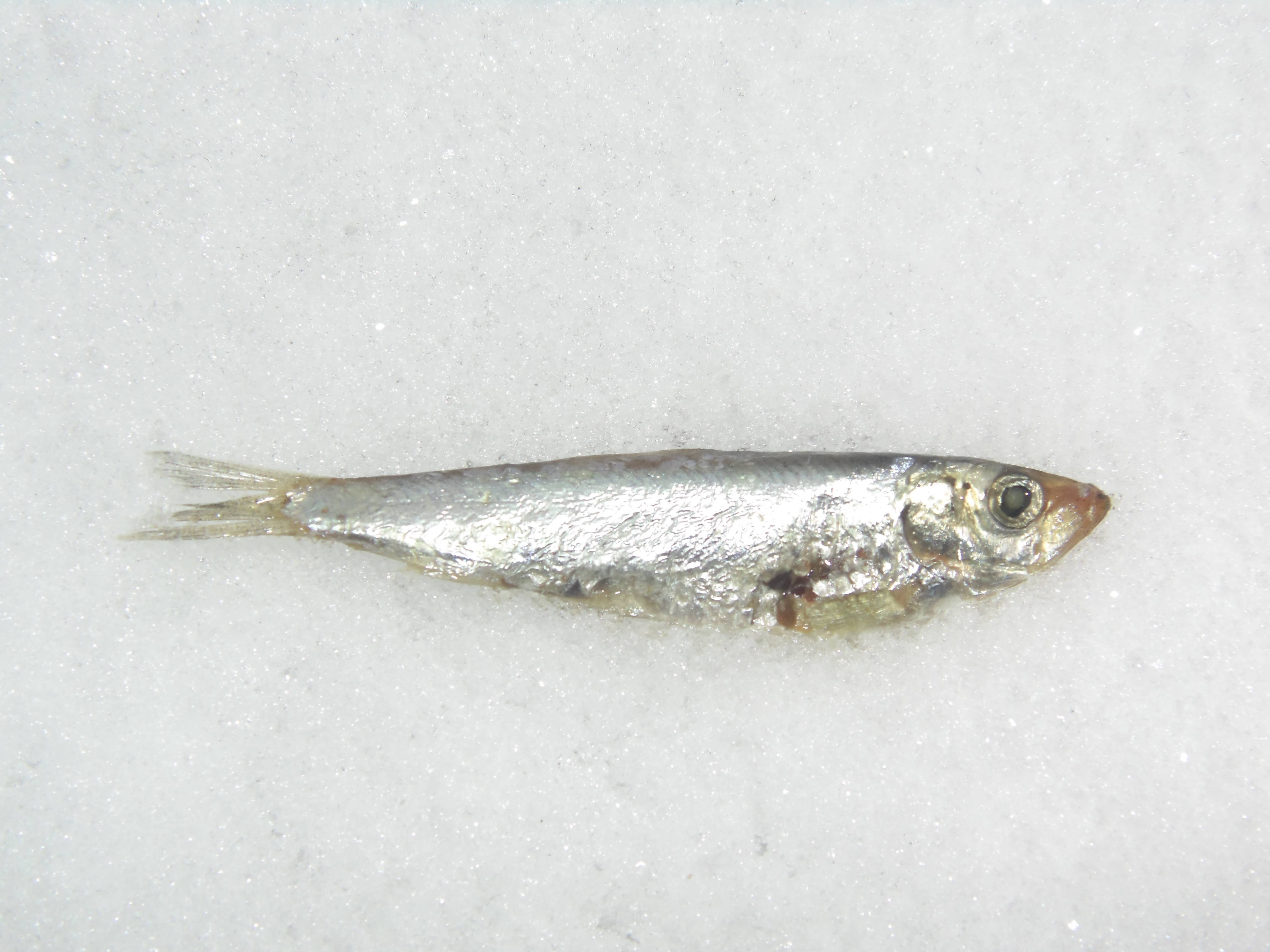 Тюлька абрауская фото и описание – каталог рыб, смотреть онлайн
