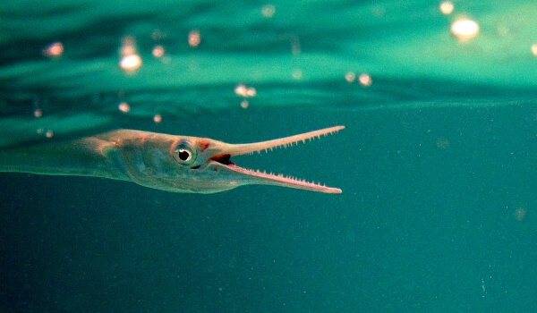 Хищные рыбки для аквариума: виды с фото и специфика содержания