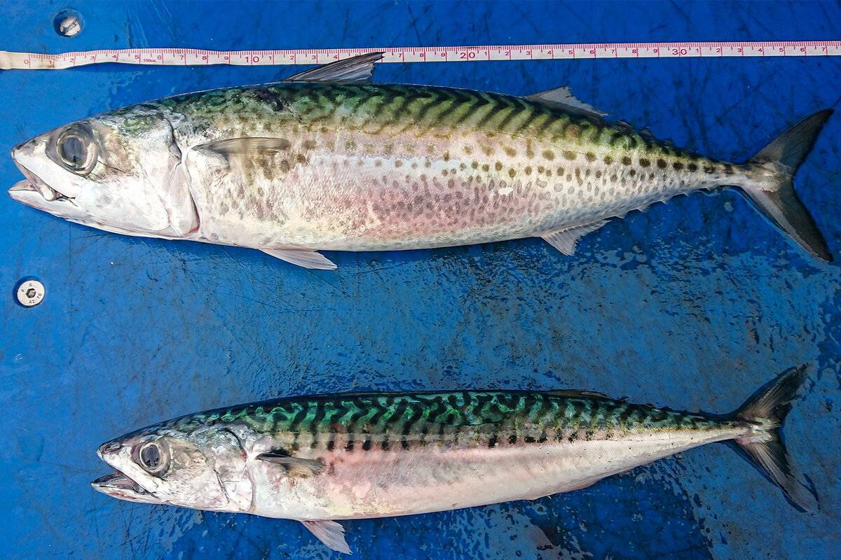 Вобла фото и описание – каталог рыб, смотреть онлайн