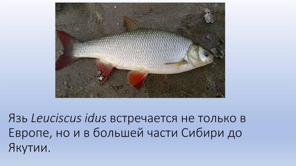 Рыба язь: 95 фото и описание как выглядит рыба. особенности пресноводной рыбы