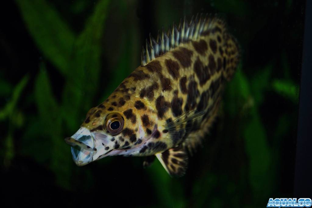 Ктенопома леопардовая: описание и обитание, содержание и уход, кормление и размножение аквариумной рыбки в домашних условиях