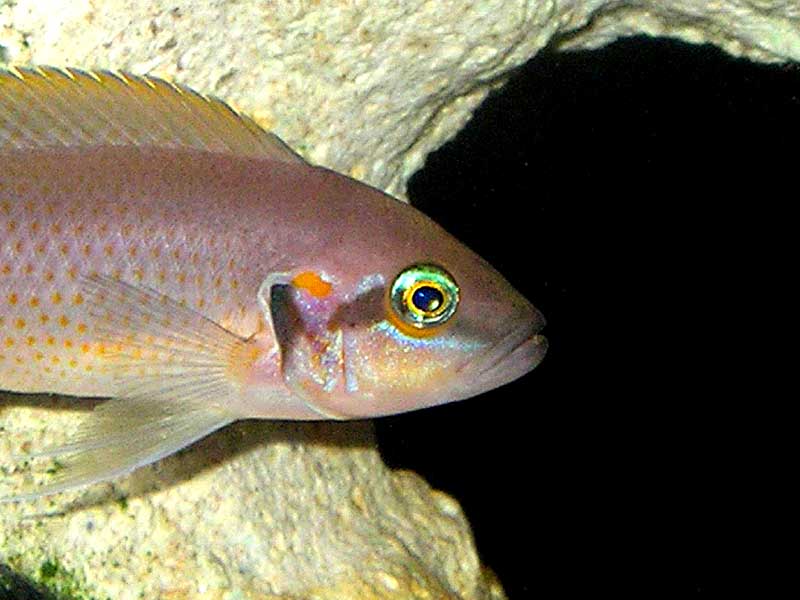 Рыбка принцесса бурунди: содержание и совместимость