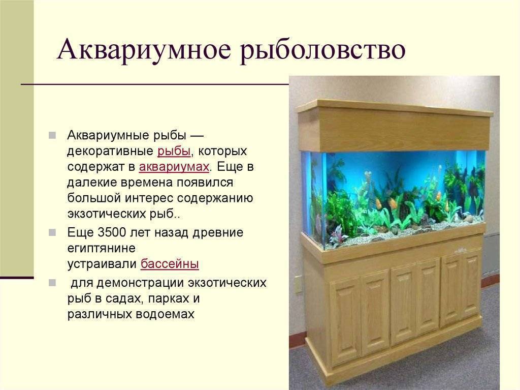 Уход за аквариумными рыбками: правильное содержание и кормление рыб в домашних условиях