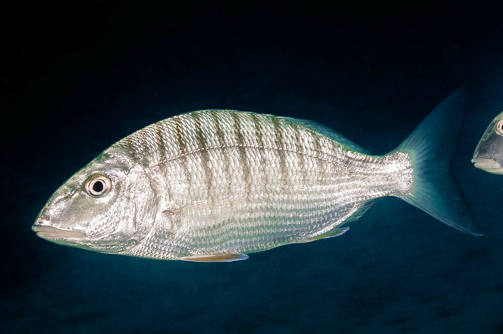 Рыба «Землерой атлантический» фото и описание