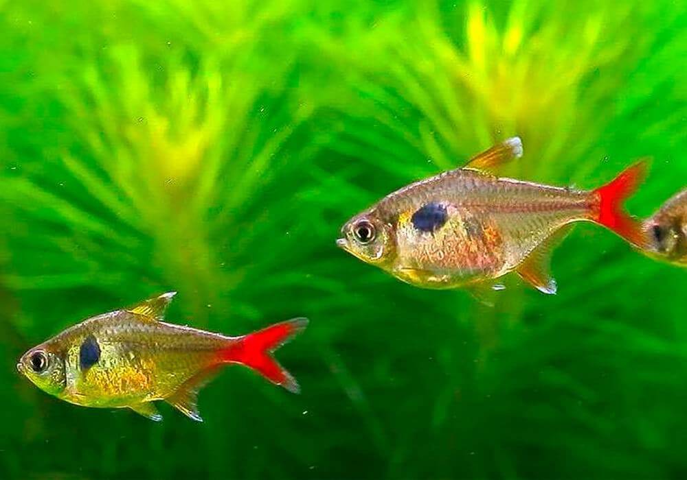 Красный неон рыбка: содержание и уход, совместимость, разведение и размножение, кормление, болезни