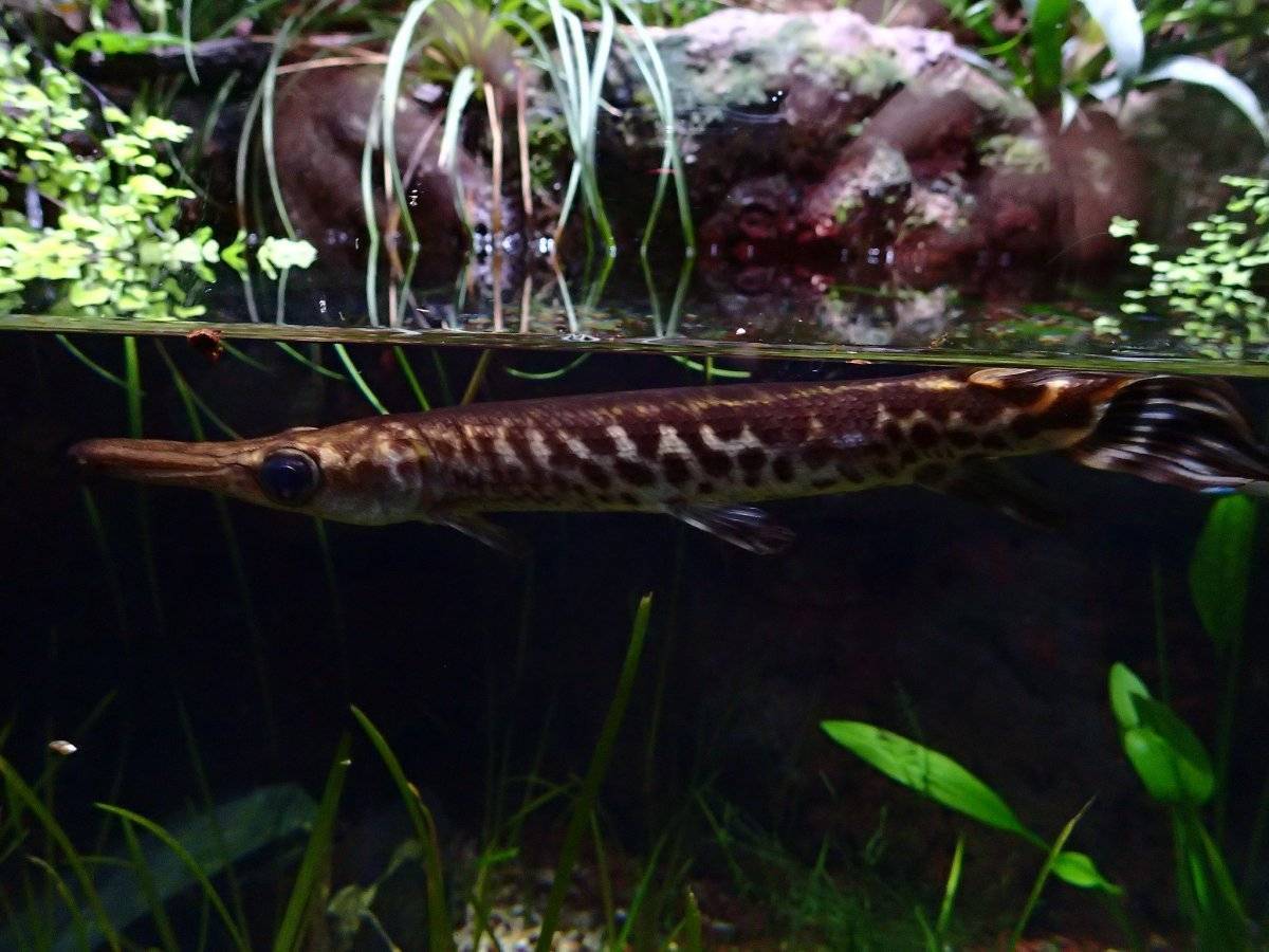 Рыба миссисипский панцирник: описание и среда обитания