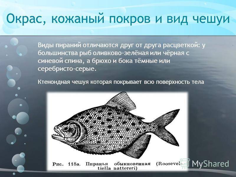 Особенности чешуи рыбы. Типы чешуи рыб. Циклоидная чешуя рыб. Ктеноидная и циклоидная чешуя. Ктеноидная чешуя рыб.