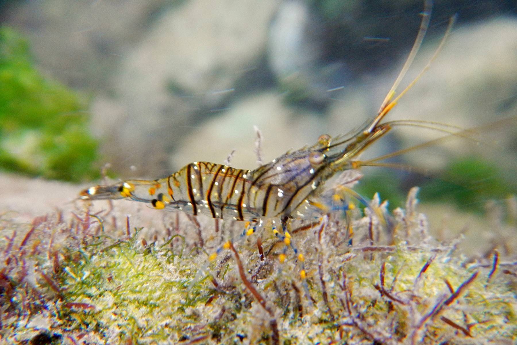 Образ жизни черноморской креветки, места обитания, способы ловли