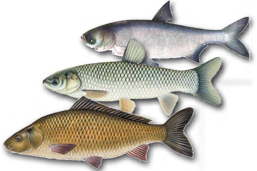 Как выглядит рыба сазан: описание, разновидности; где обитает карп обыкновенный и чем питается рыба