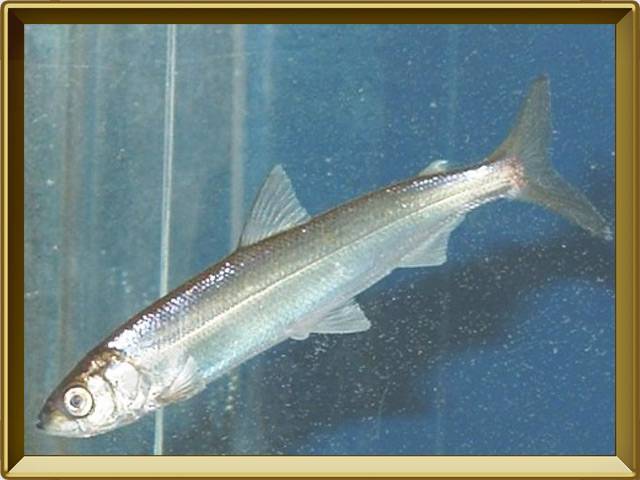 Рыба «ряпушка сибирская» фото и описание