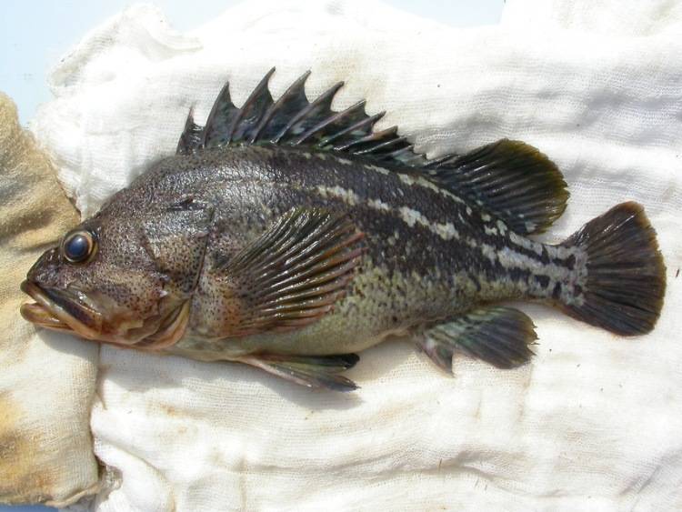Смарида средиземноморская фото и описание – каталог рыб, смотреть онлайн