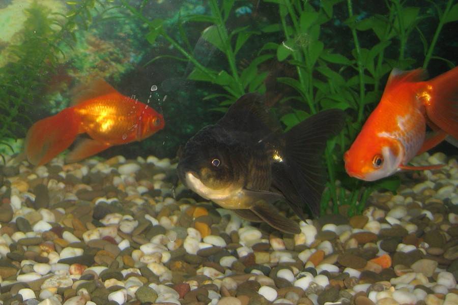 Золотая рыбка в аквариуме: как правильно оборудовать домашний водоём, необходимые условия содержания рыбы