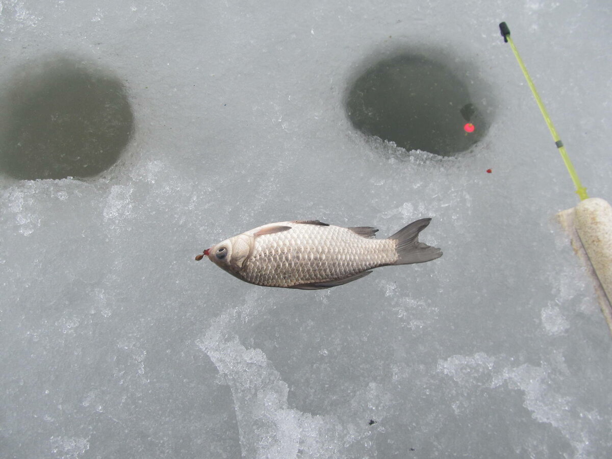 Как ловить карася зимой: по первому льду, в глухозимье и по последнему льду - читайте на сatcher.fish