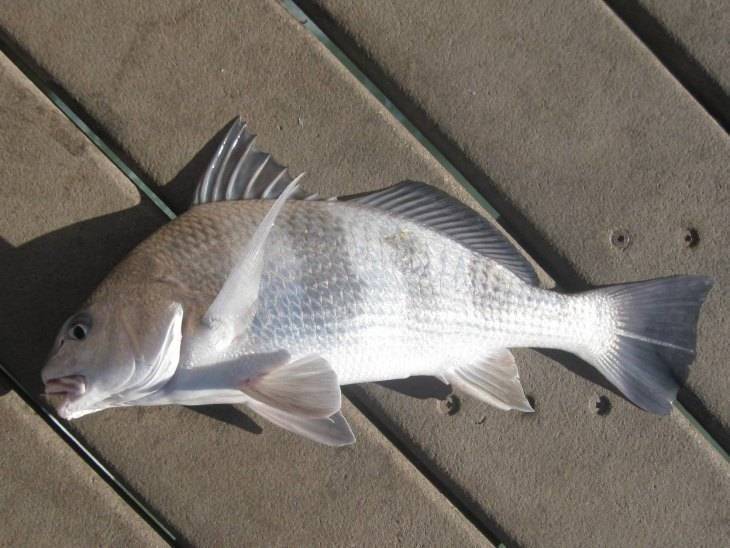 Пеламида фото и описание – каталог рыб, смотреть онлайн