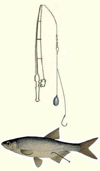 Ловля окуня на живца