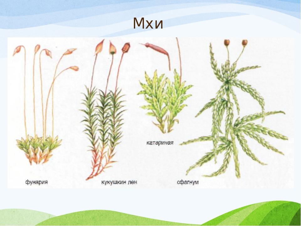 Мох картинки биология
