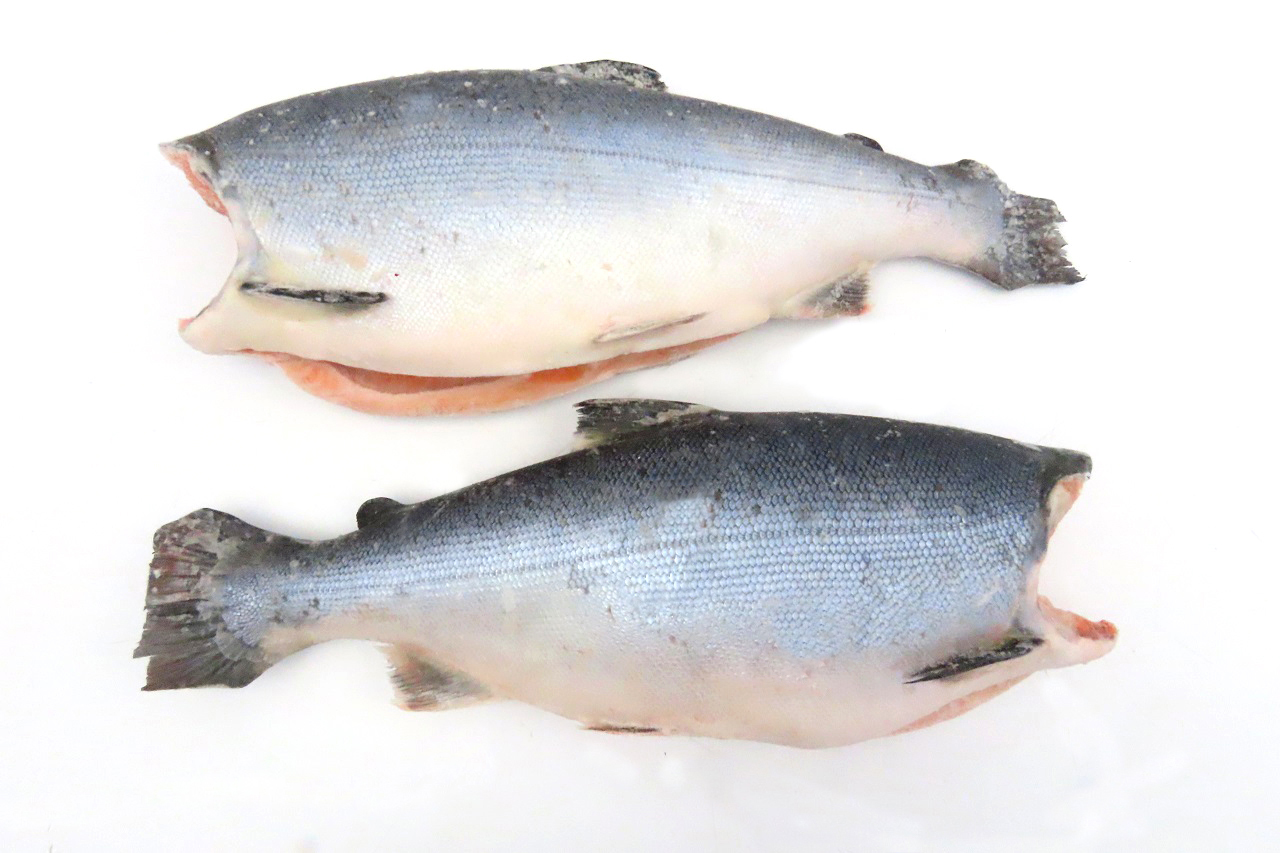Основная информация о красной рыбе кижуч: где обитает, польза и вред, рецепты приготовления