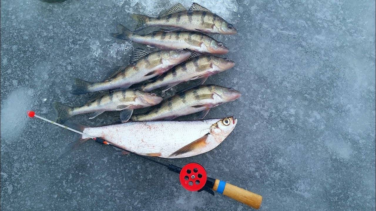 Зимняя рыбалка на судака: где водится рыба, стратегия ловли, какими снастями ловить на тюльку зимой