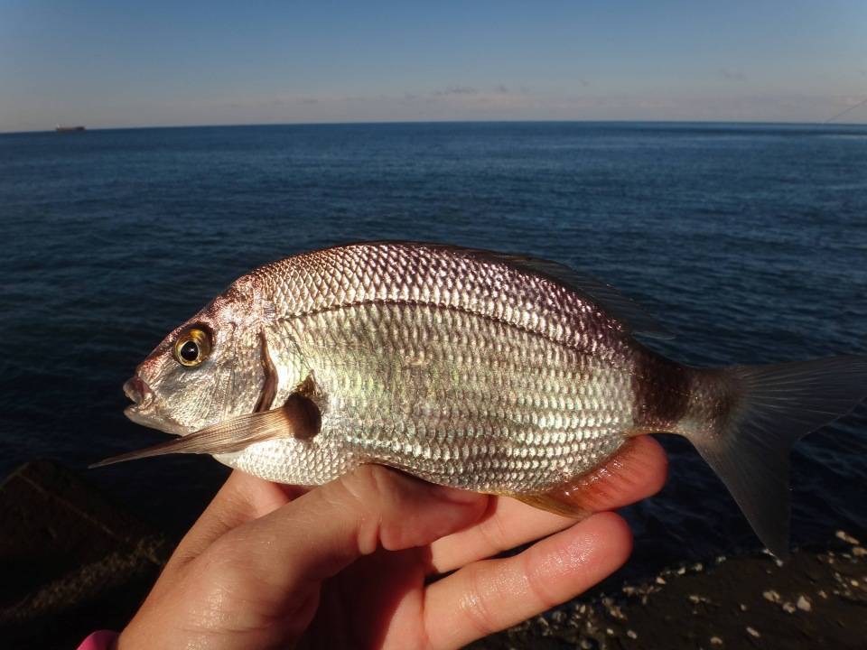 Рыба «мальма» фото и описание