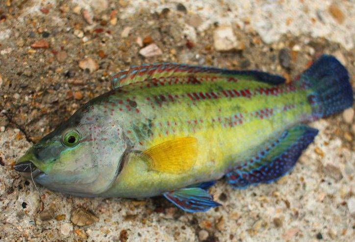 Рыба «Губан-зеленушка» фото и описание