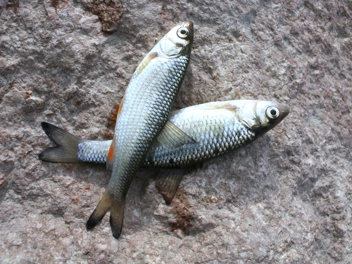 Рыба елец: сибирский и киргизский. отличия и способы ловли