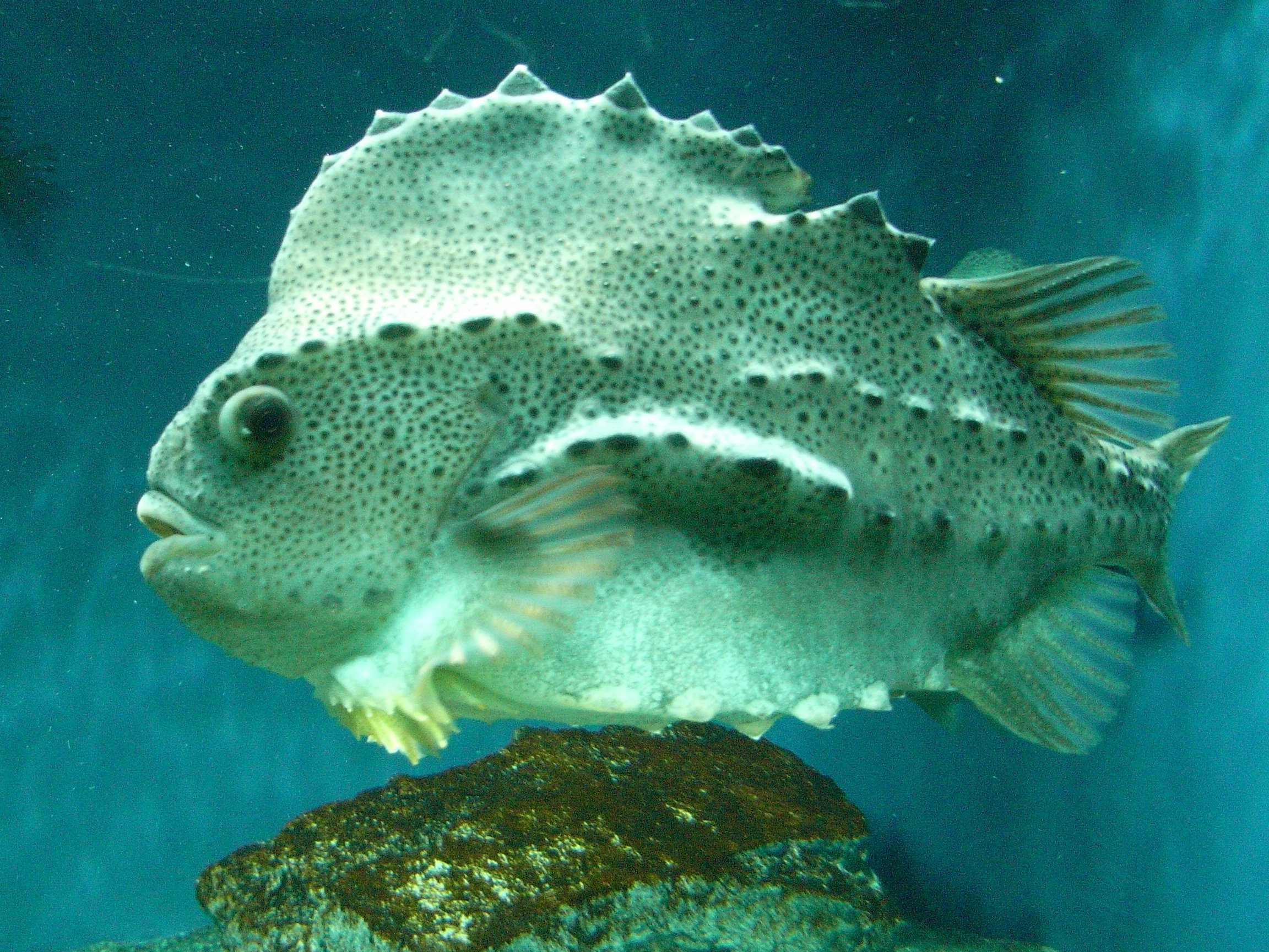 Аскалот рыба фото