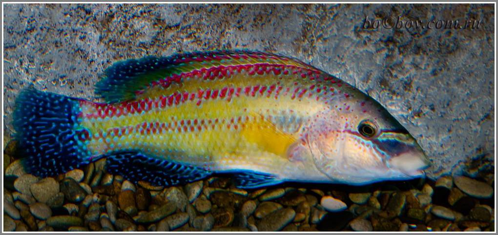 Рыба судак: подробное описание, образ жизни хищной рыбы, ловля, где обитает, сколько живут, размеры, чем питаются (90 фото)