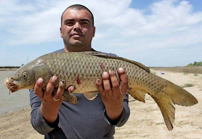Река или казахстан – рыбалка онлайн