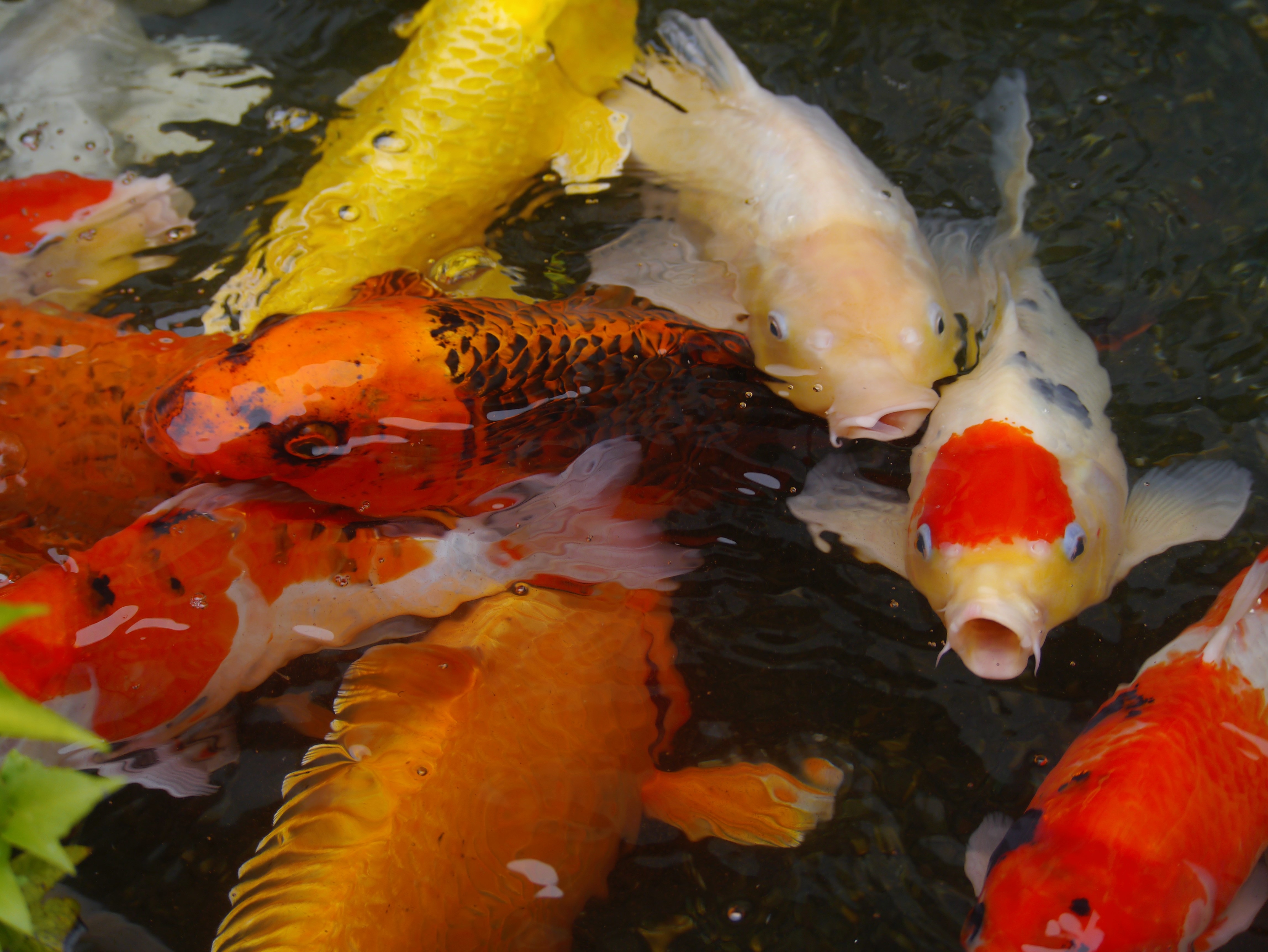Карп кои: содержание в аквариуме японского (парчового) карася, разведение рыбки кои, породы, сколько живут - kotiko.ru