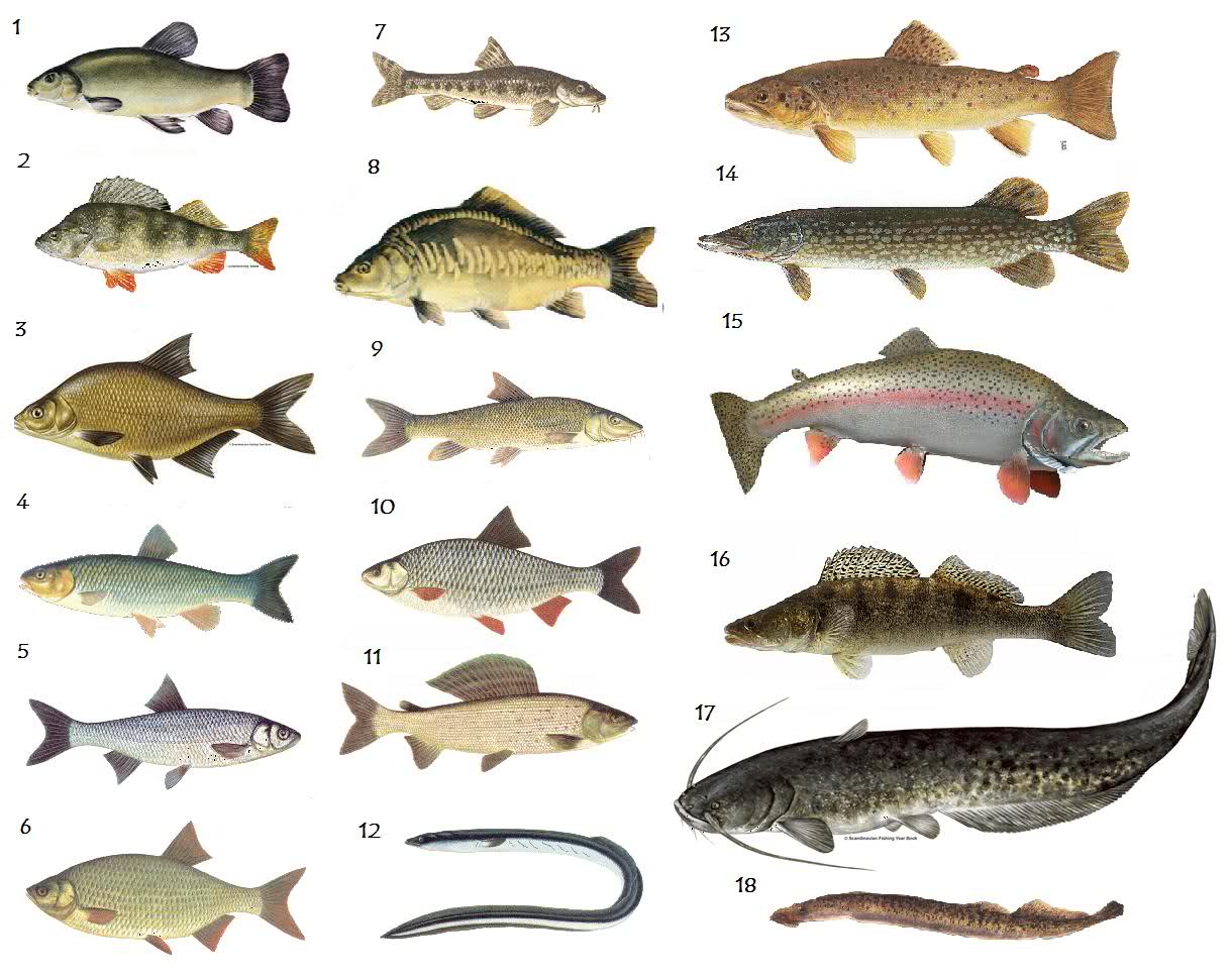 Красная рыба — виды и названия