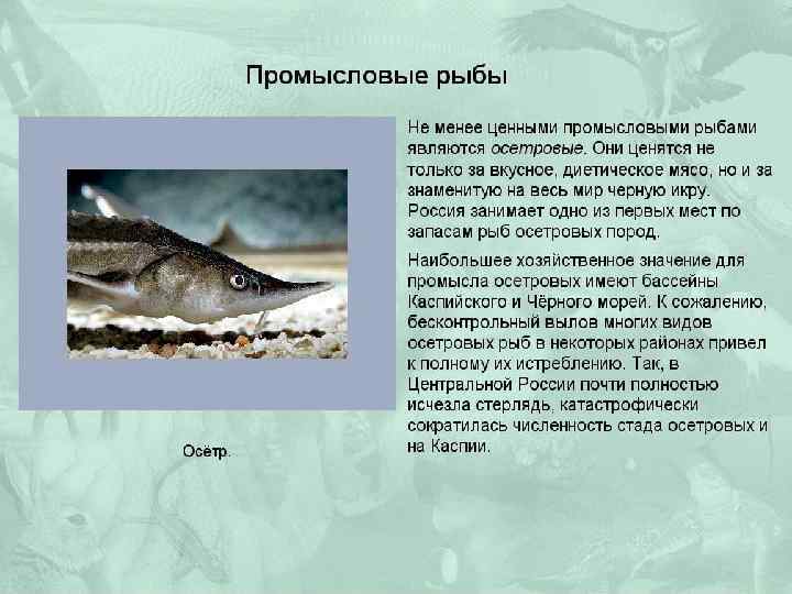 Рыба «белорыбица» фото и описание