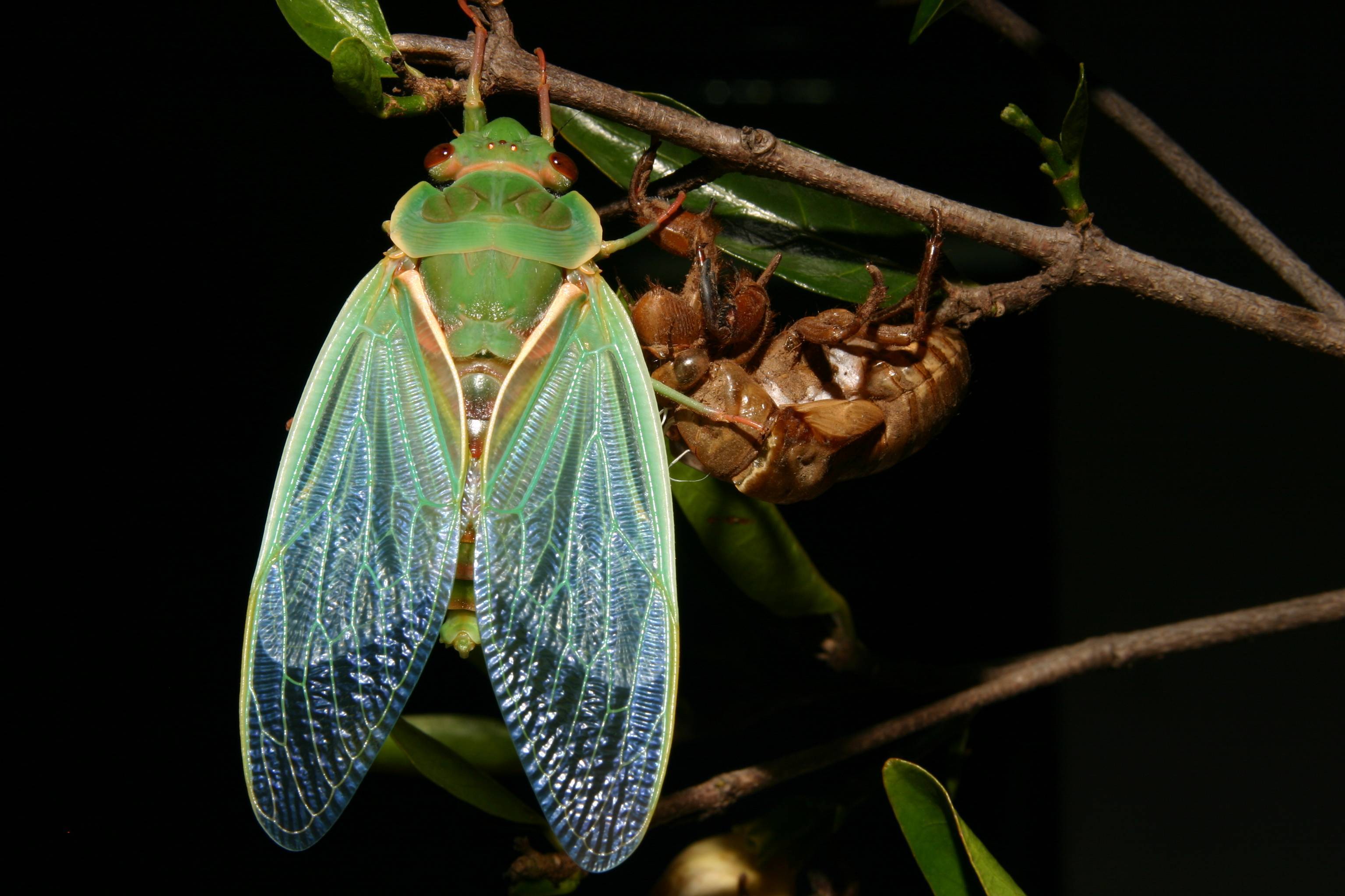 Как выглядит цикада фото. цикада насекомое. образ жизни и среда обитания цикады