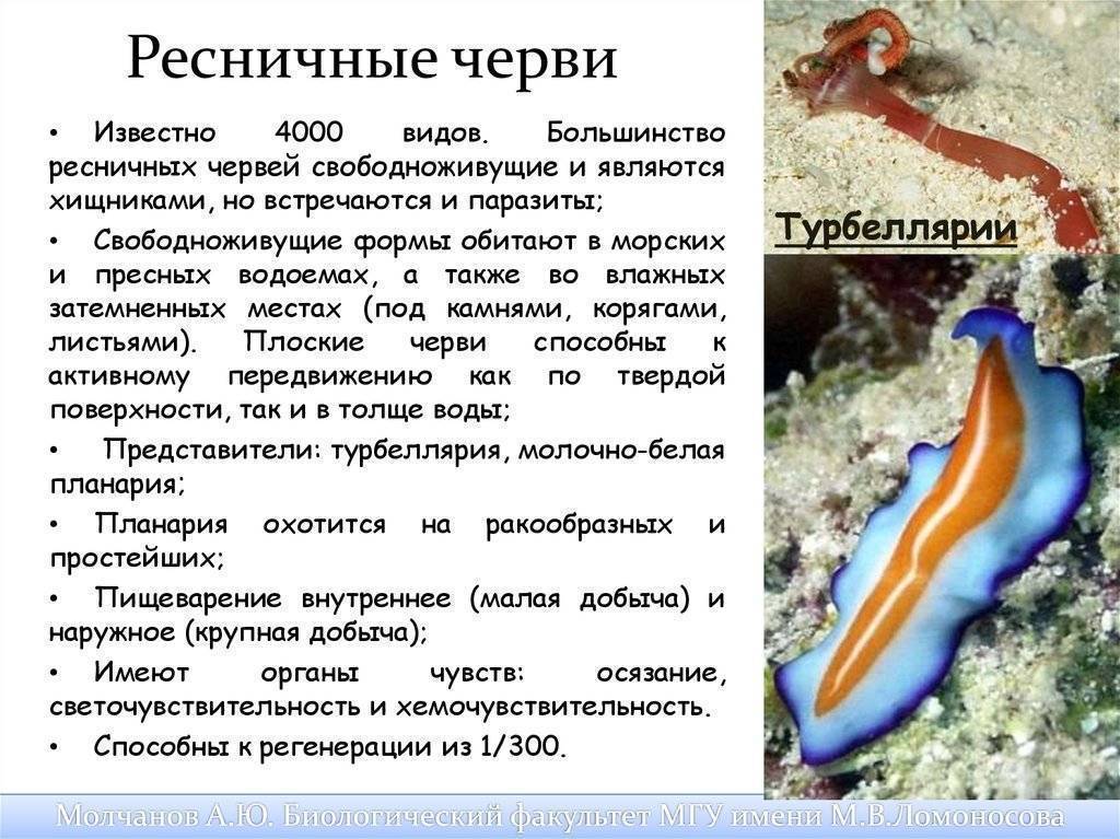 Нематоды в аквариуме - как бороться и избавиться? способы и средства