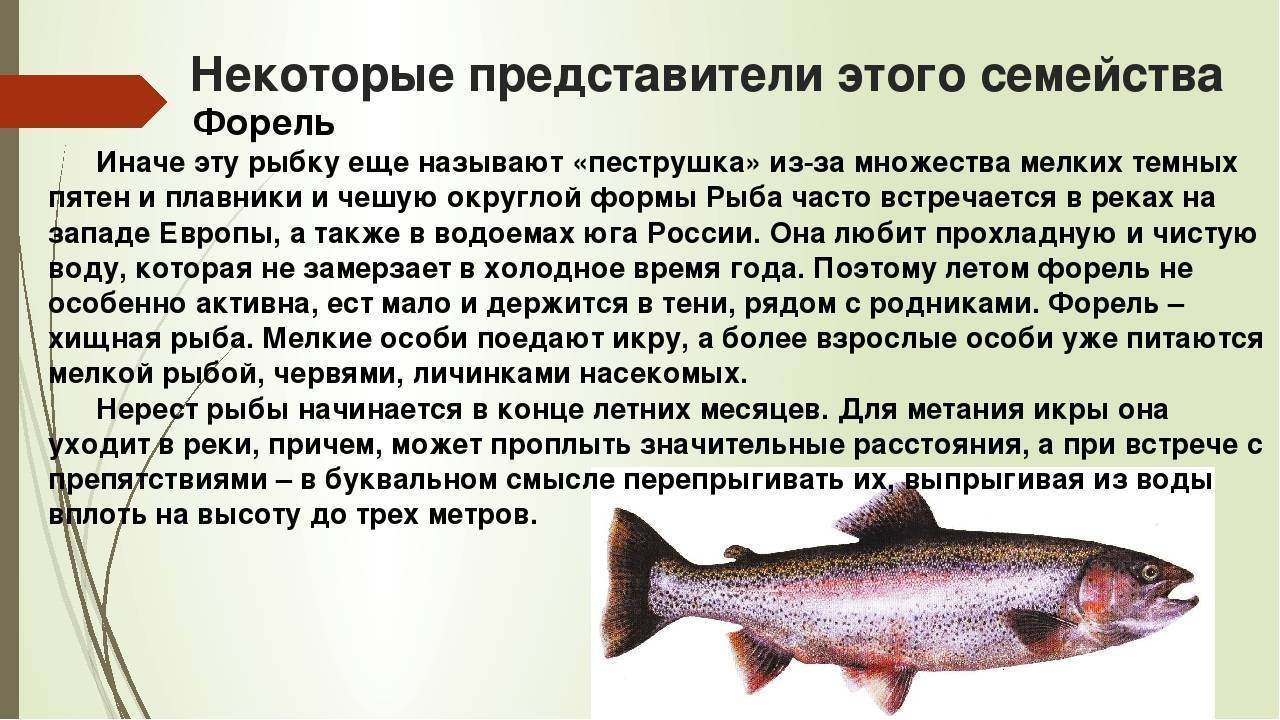 Палтус рыба. образ жизни и среда обитания рыбы палтус