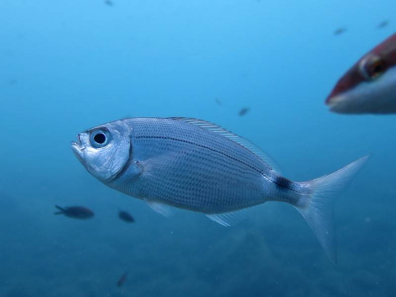 Верховка фото и описание – каталог рыб, смотреть онлайн
