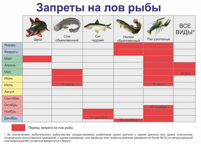 Разрешенные снасти для рыбалки во время запрета - правила ловли
