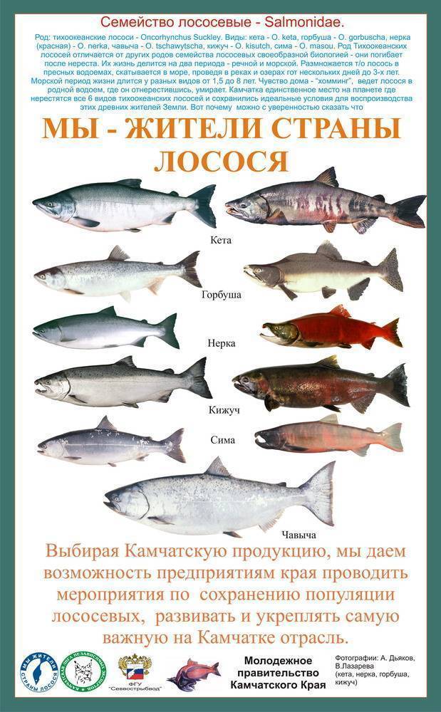 Красная рыба сорта и виды фото с названием