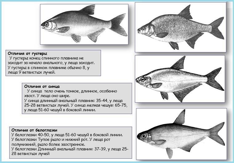Отличия густеры и подлещика (леща) - фото и видеообзор разницы двух рыб