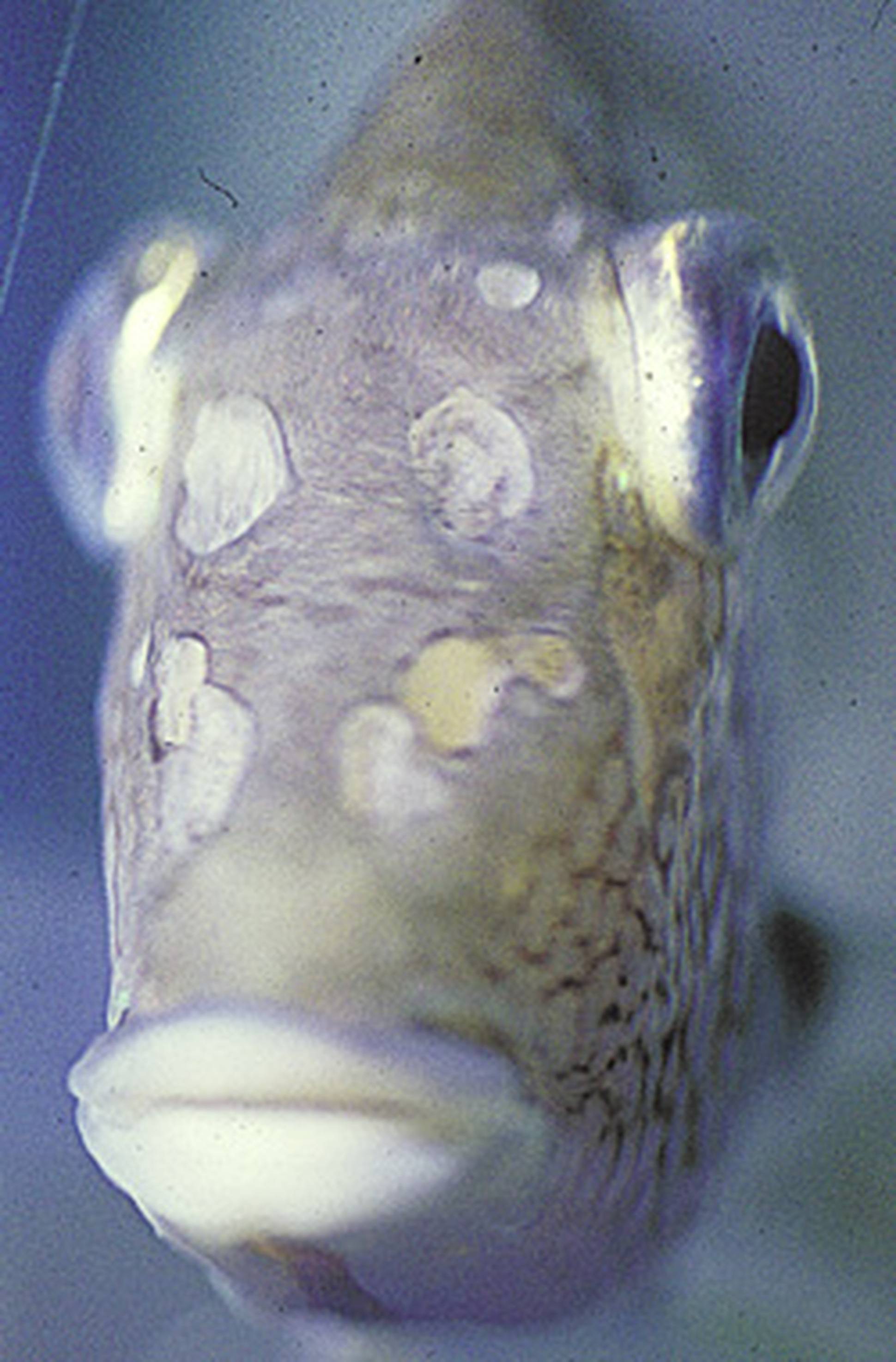 Гексамитоз у рыб: причины, симптомы, эффективные методы лечения
