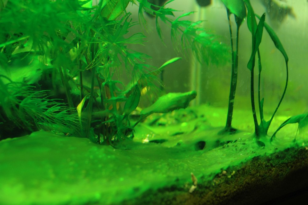 Зеленый налет на стенках аквариума: как почистить и избавиться, почему зеленеют стекла, декорации и камни, фото