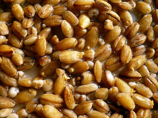 Как запарить пшеницу для рыбалки | правильное приготовление приманки