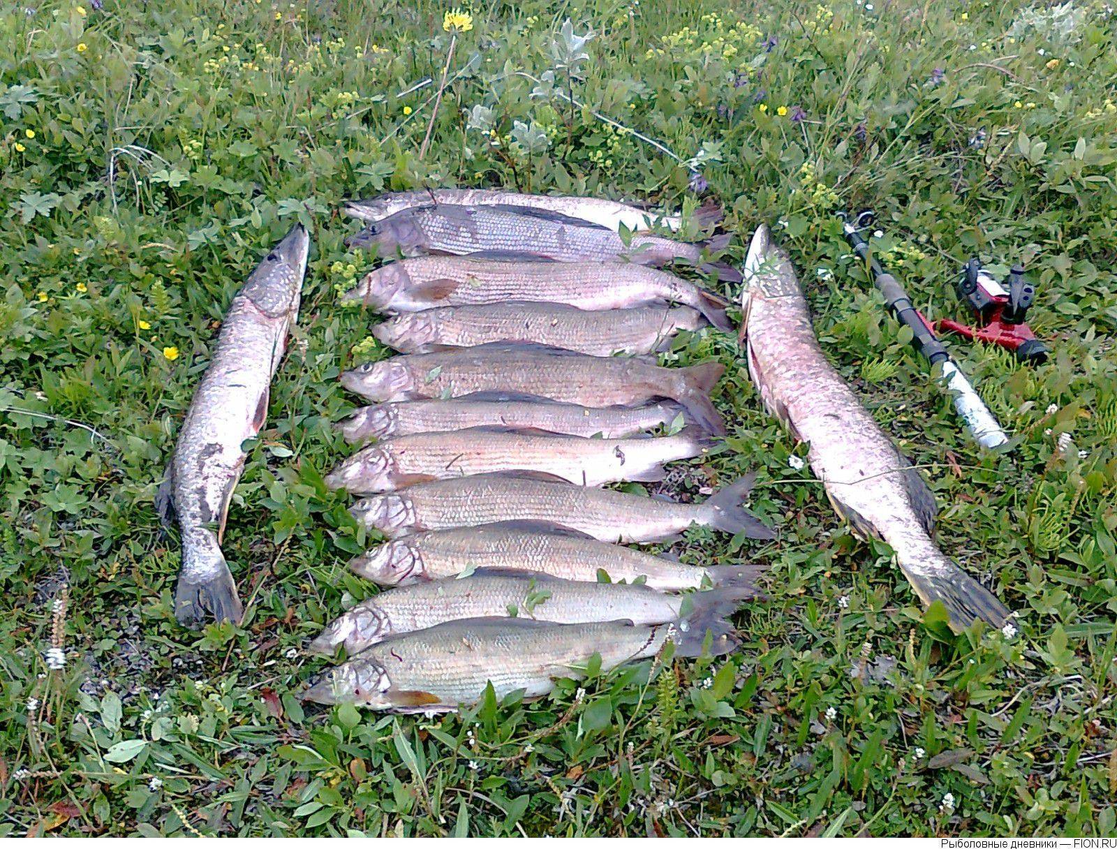 Рыбалка в ямало-ненецком автономном округе и в салехарде