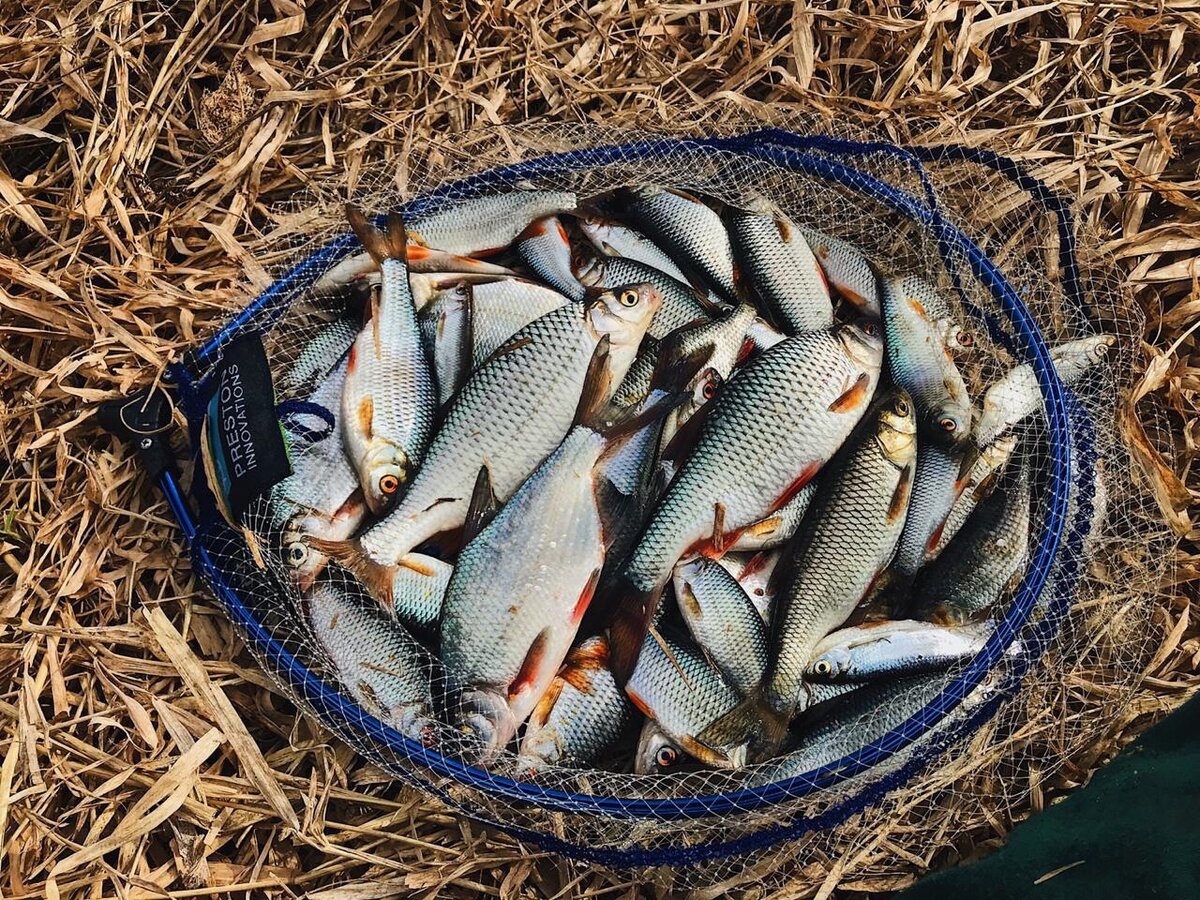 Новое в правилах рыболовства. закон о рыбалке 2019-2020