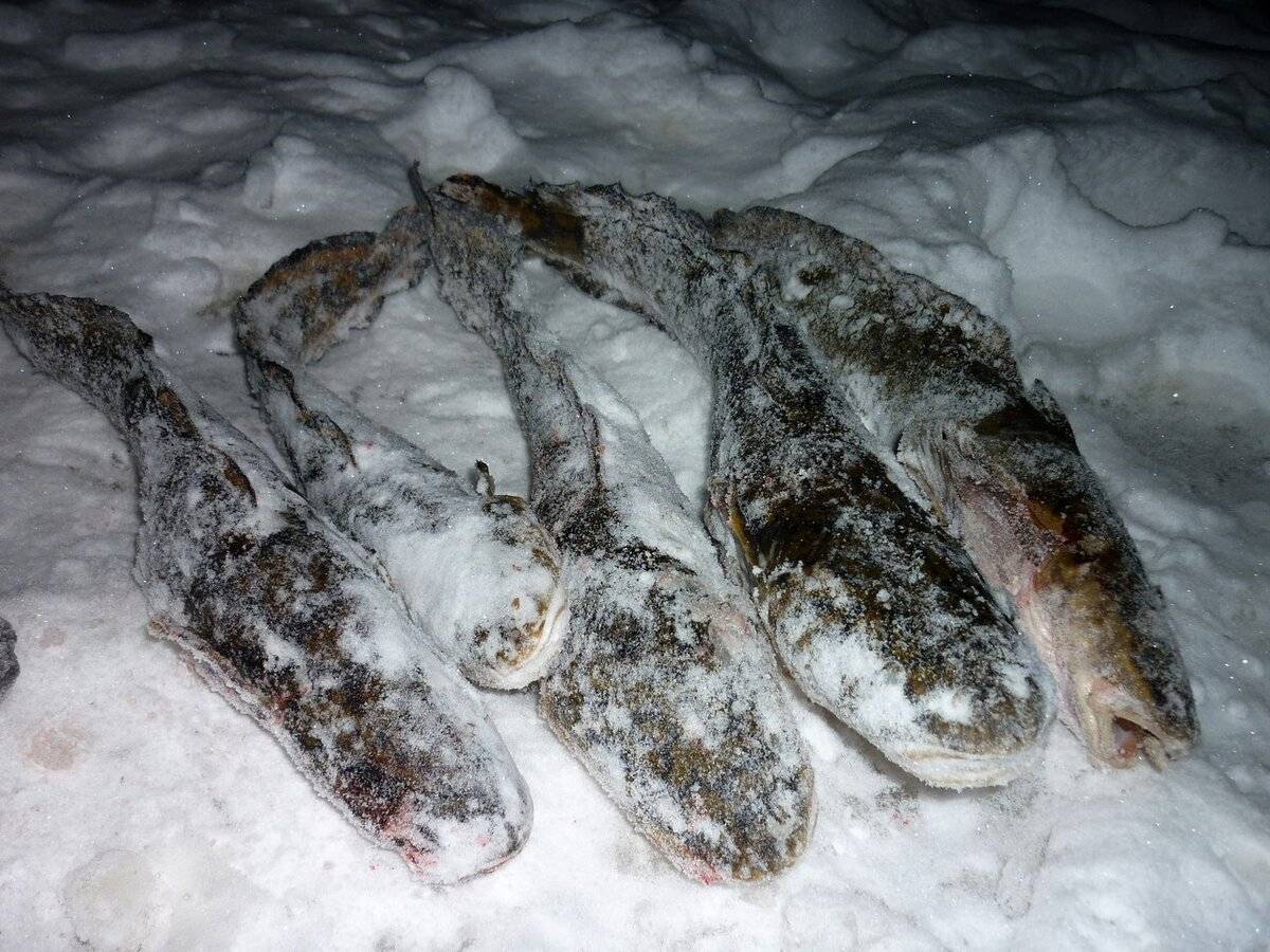 Ловля налима зимой и снасти для поимки рыбы на зимней рыбалке